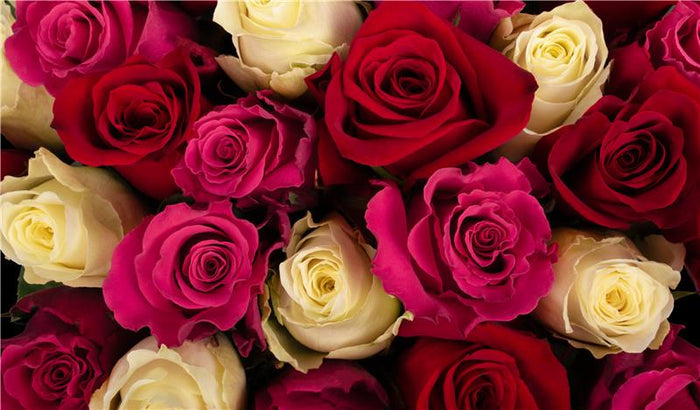 Cold Rainbow Roses