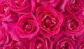 Dark Pink Roses