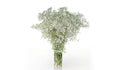 Gypsophila
