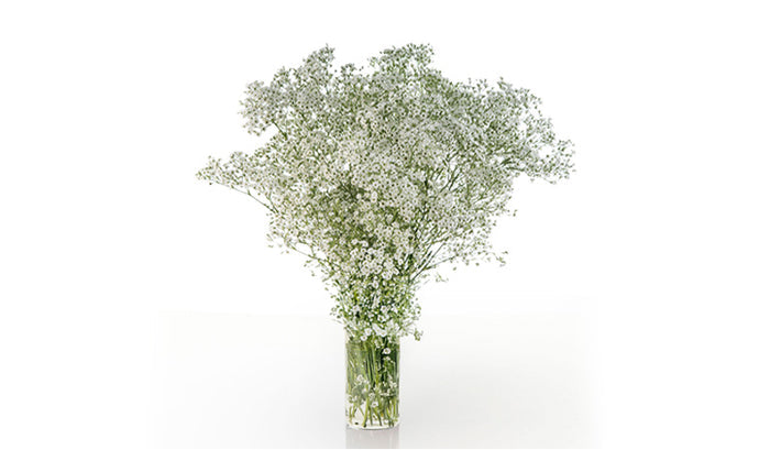 Gypsophila