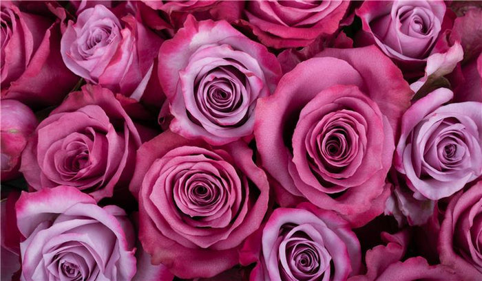 Lavender Roses