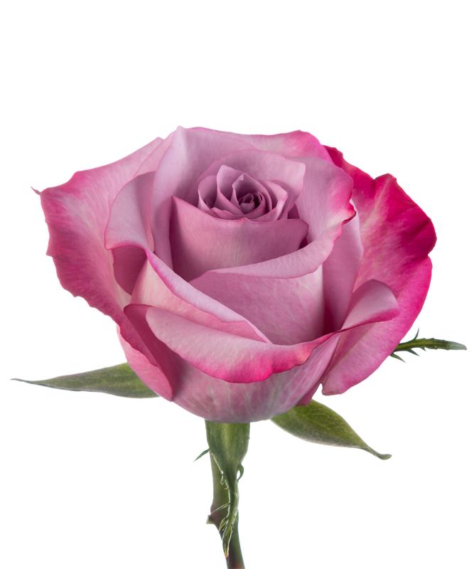 Lavender Roses