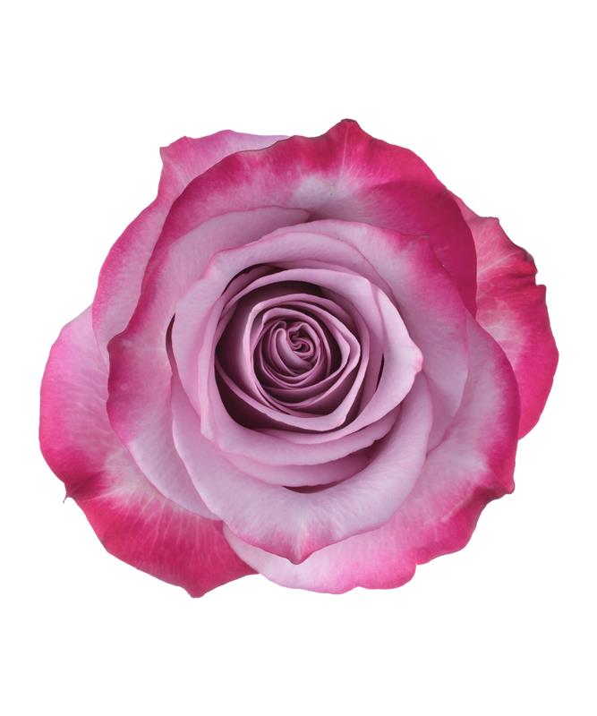 Lavender Roses