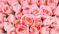 Light Pink Roses