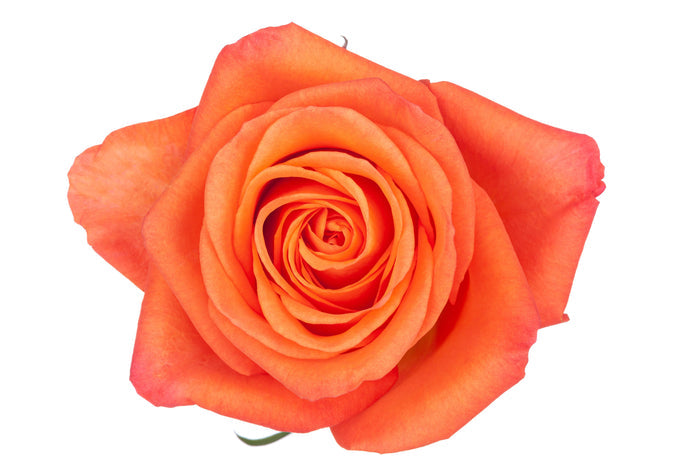 Orange Roses