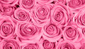 Pink Roses