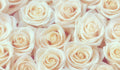White Roses