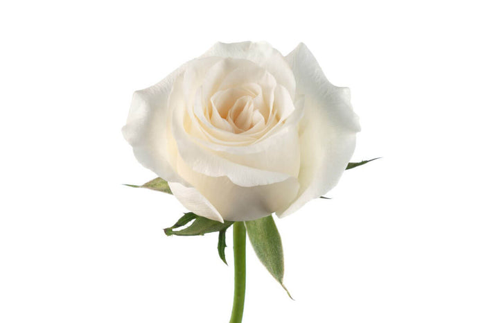 White Roses