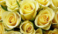 Yellow Roses